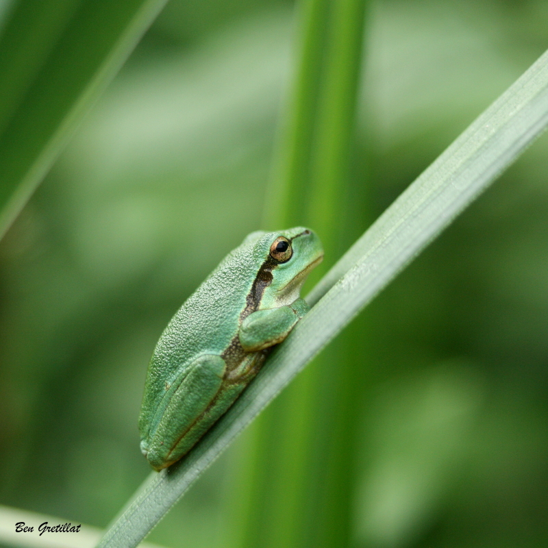 Photo Amphibiens Rainette verte (Hyla arborea)