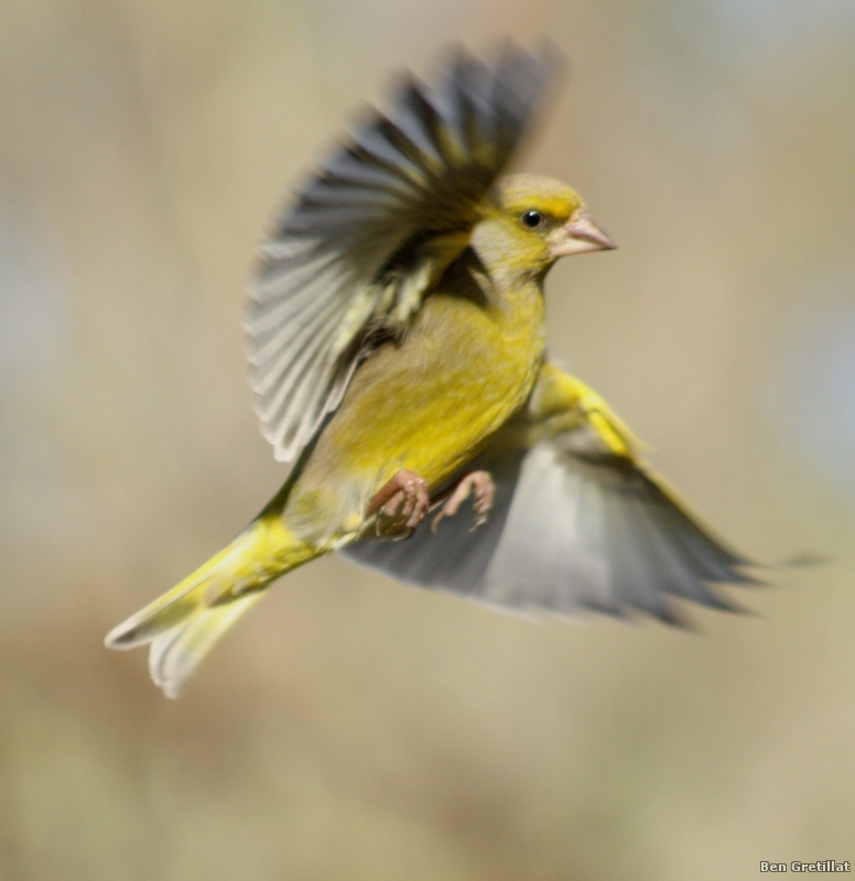 Photo Oiseaux Verdier d'Europe (Chloris chloris)