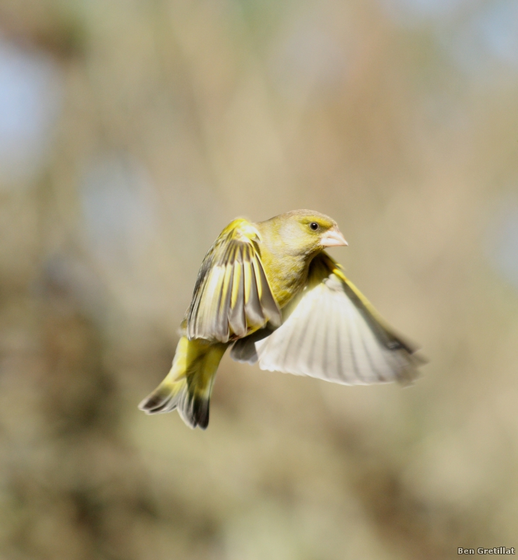 Photo Oiseaux Verdier d'Europe (Chloris chloris)