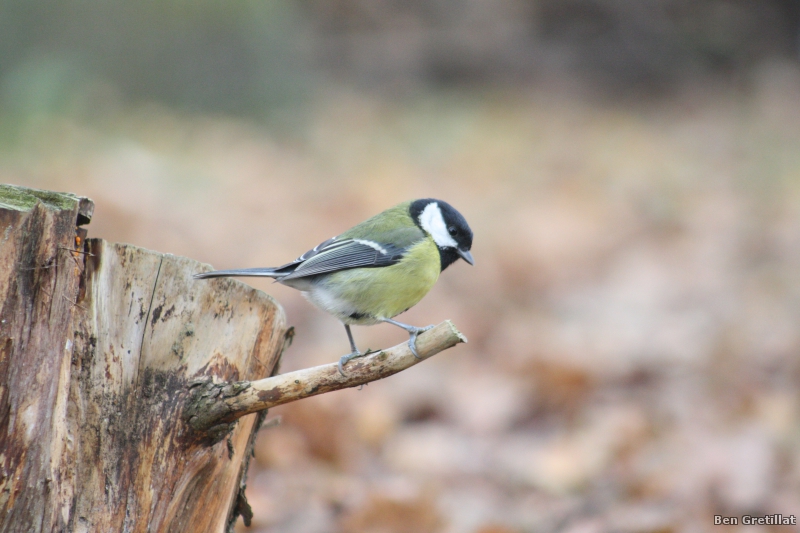 Photo Oiseaux Mésange charbonnière (Parus major)