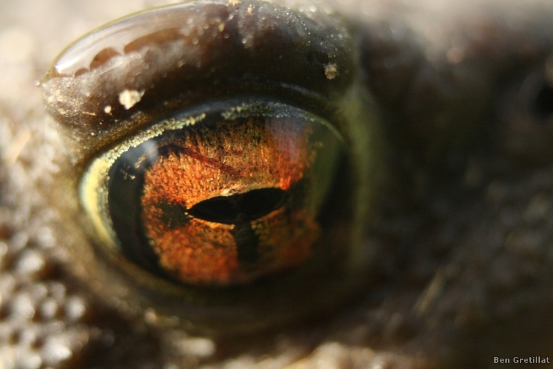 Photo Amphibiens Crapaud commun (Bufo bufo)