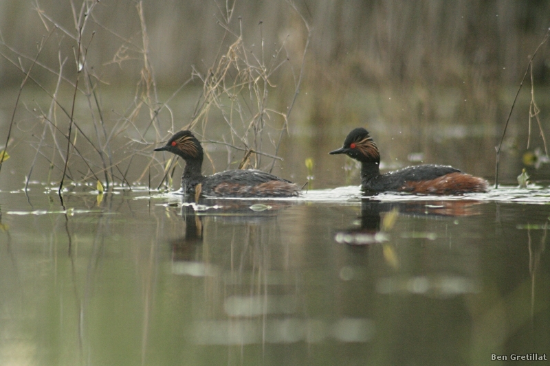 Photo Oiseaux Grèbe à cou noir (Podiceps nigricollis)