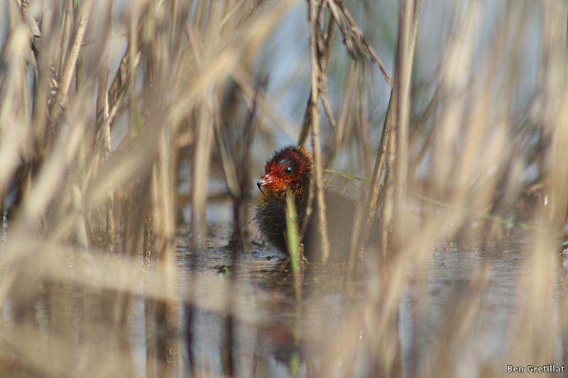 Photo Oiseaux Foulque macroule (Fulica atra)