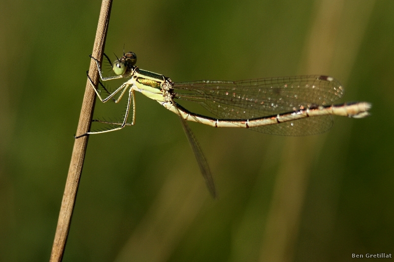 Photo Insectes Leste sauvage (Lestes barbarus)