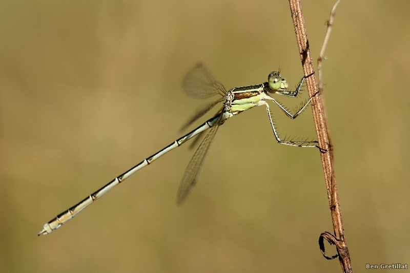 Photo Insectes Leste sauvage (Lestes barbarus)