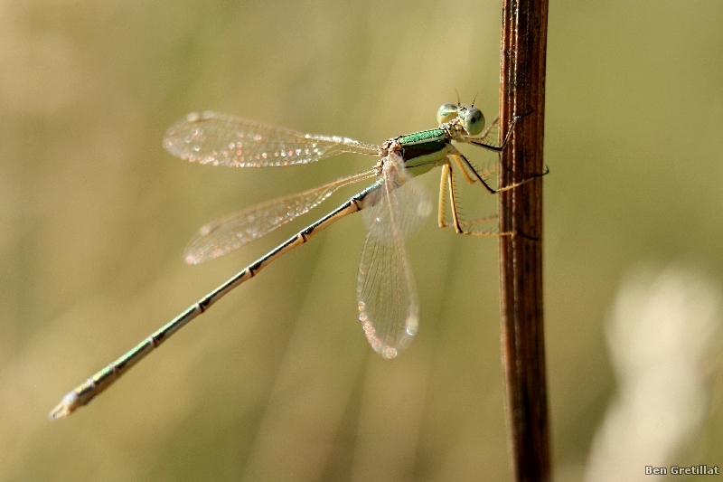 Photo Insectes Leste sauvage (Lestes barbarus)