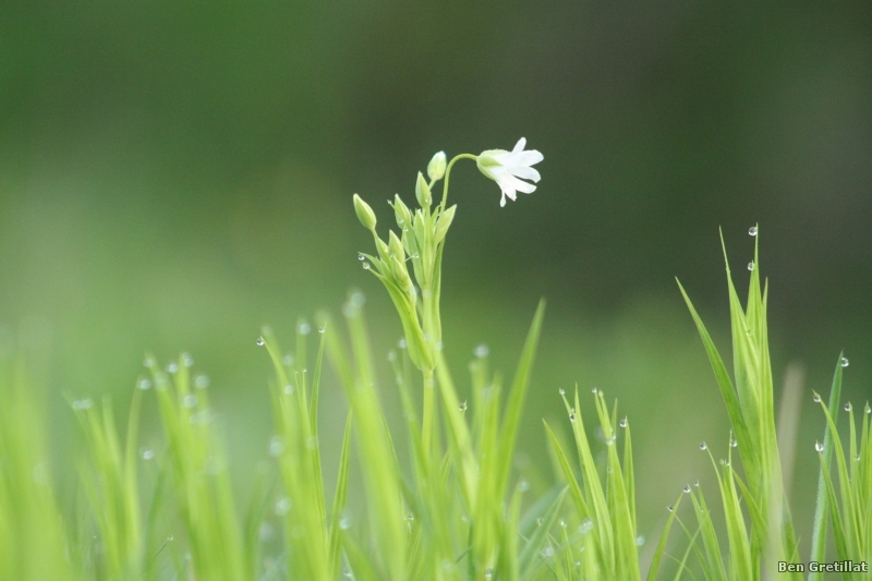 Photo Flore Stellaire holostée (Stellaria holostea)