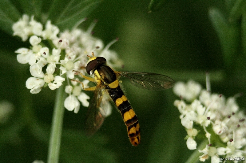 Syrphe_porte-plume_Sphaerophoria_scripta_3.jpg Syrphe porte-plume (Sphaerophoria scripta)