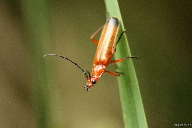 Photo Insectes Téléphore fauve (Rhagonycha fulva)