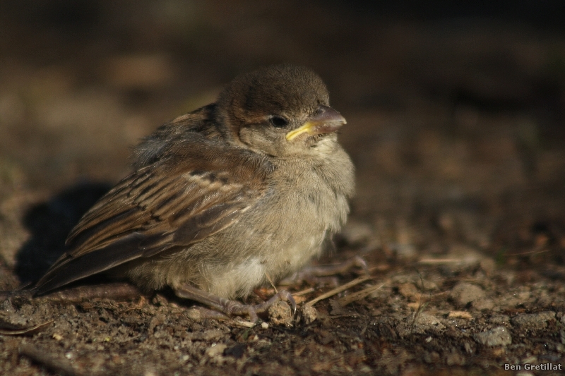 Photo Oiseaux