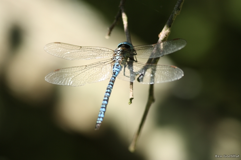 Photo Insectes Aeschne affine (Aeschna affinis)