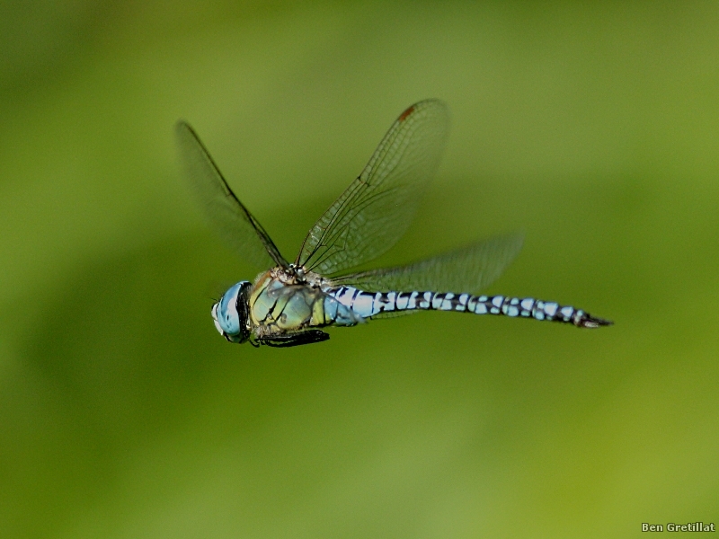 Photo Insectes Aeschne affine (Aeschna affinis)