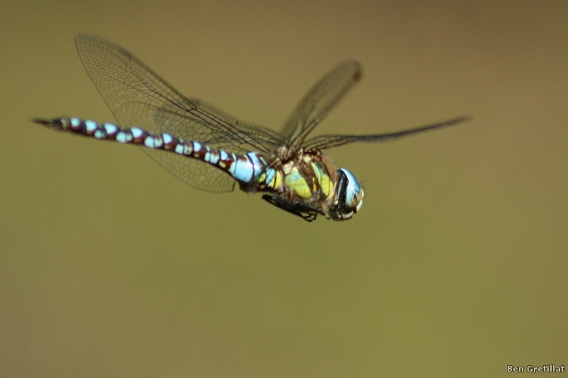 Photo Insectes Aeschne mixte (Aeschna mixta)