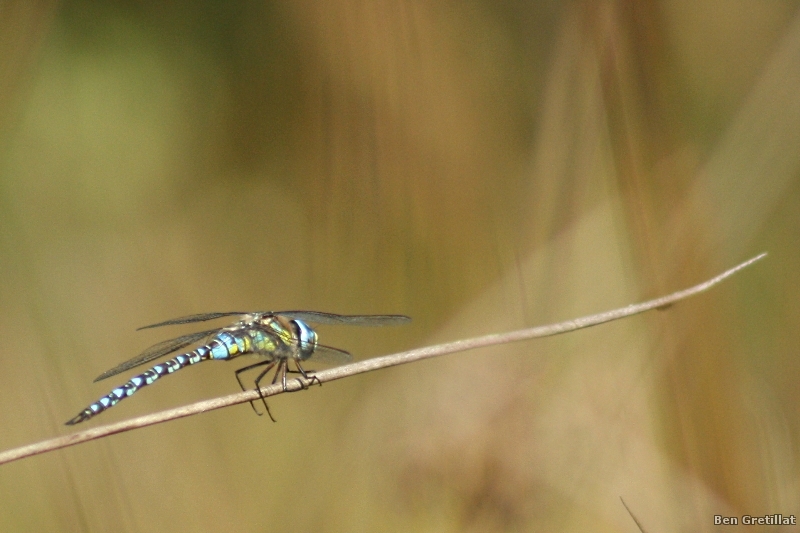 Photo Insectes Aeschne mixte (Aeschna mixta)