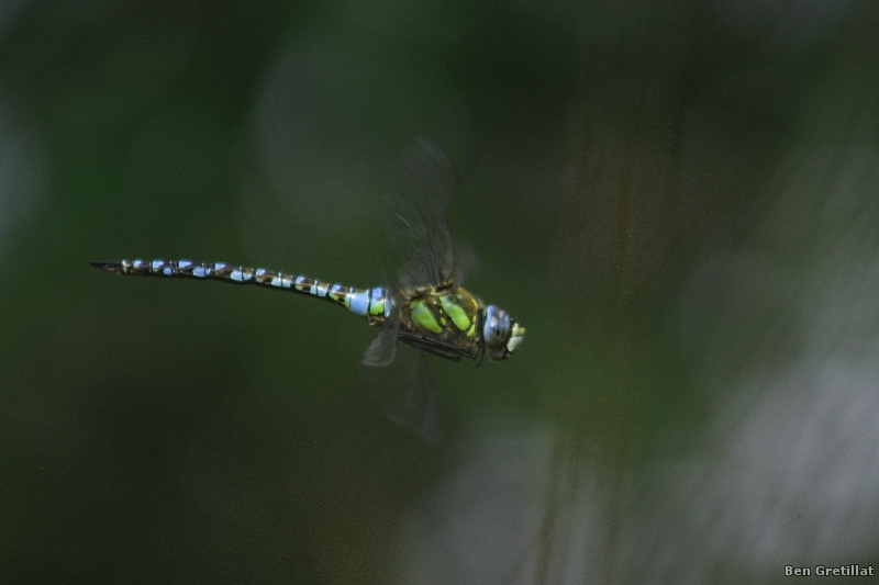 Photo Insectes Aeschne mixte (Aeschna mixta)