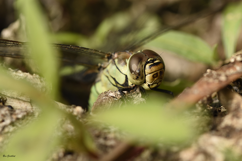 Photo Insectes Aeschne affine (Aeschna affinis)