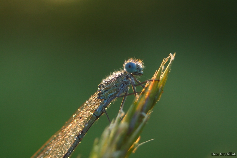 Photo Insectes agrion jouvencelle (Coenagrion puella)