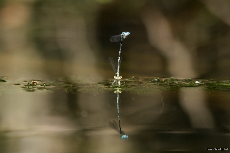 Photo Insectes agrion à larges pattes (Platycnemis pennipes)