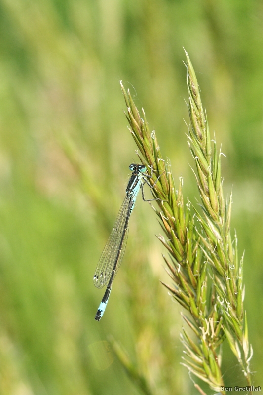 Photo Insectes Agrion élégant (Ischnura elegans)