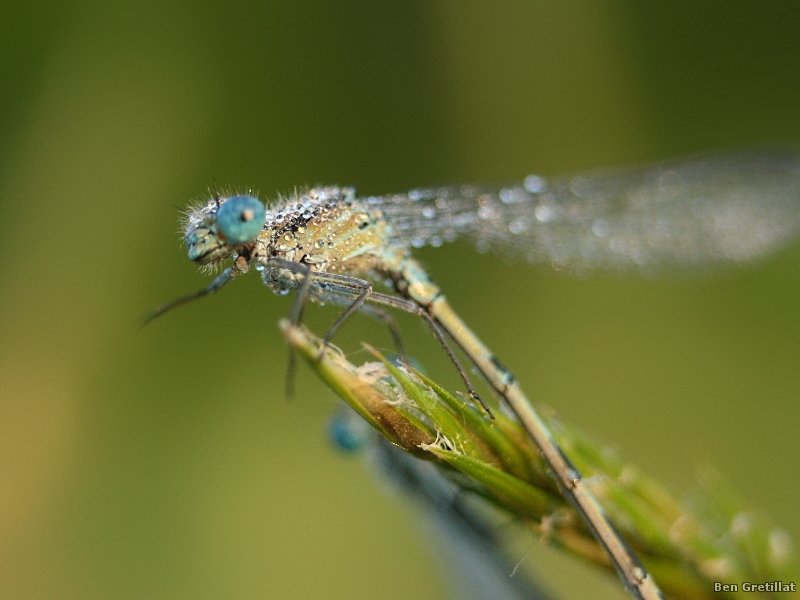 Photo Insectes agrion jouvencelle (Coenagrion puella)