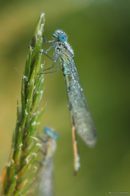 Photo Insectes agrion jouvencelle (Coenagrion puella)