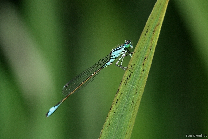 Photo Insectes Agrion élégant (Ischnura elegans)