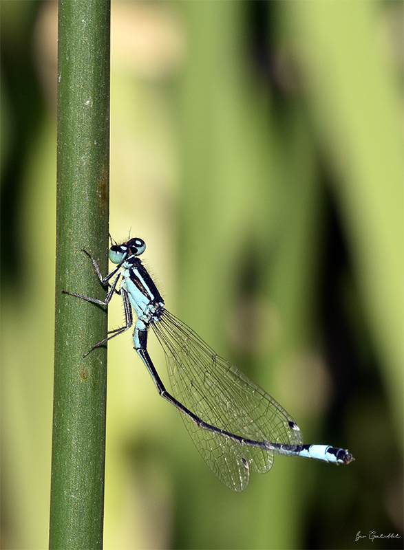 Photo Insectes Agrion élégant (Ischnura elegans)