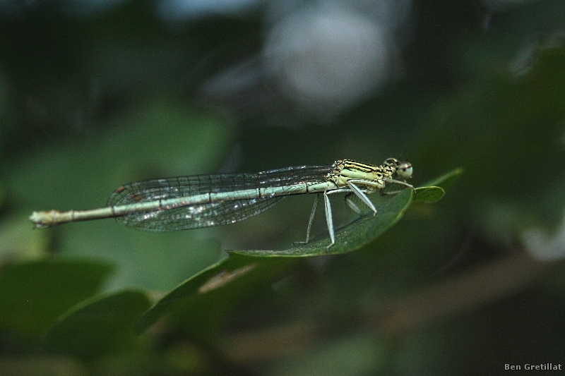 Photo Insectes agrion à larges pattes (Platycnemis pennipes)