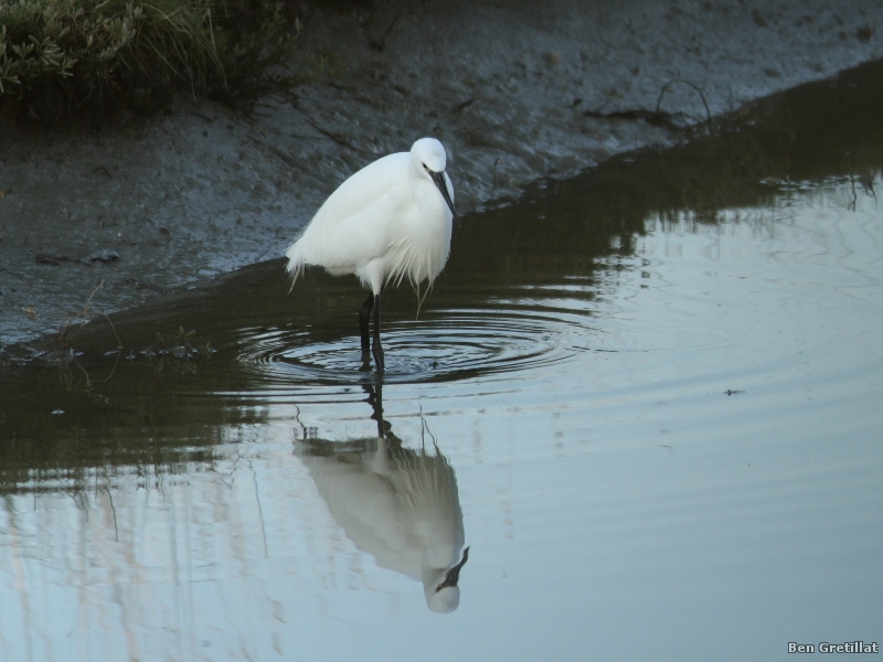 Photo Oiseaux Aigrette garzette (Egretta garzetta)