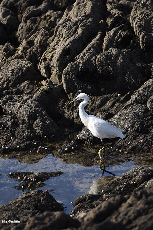 Photo Oiseaux Aigrette garzette (Egretta garzetta)