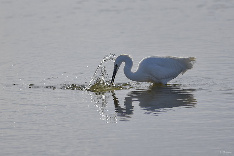 Photo Oiseaux Aigrette garzette (Egretta garzetta)