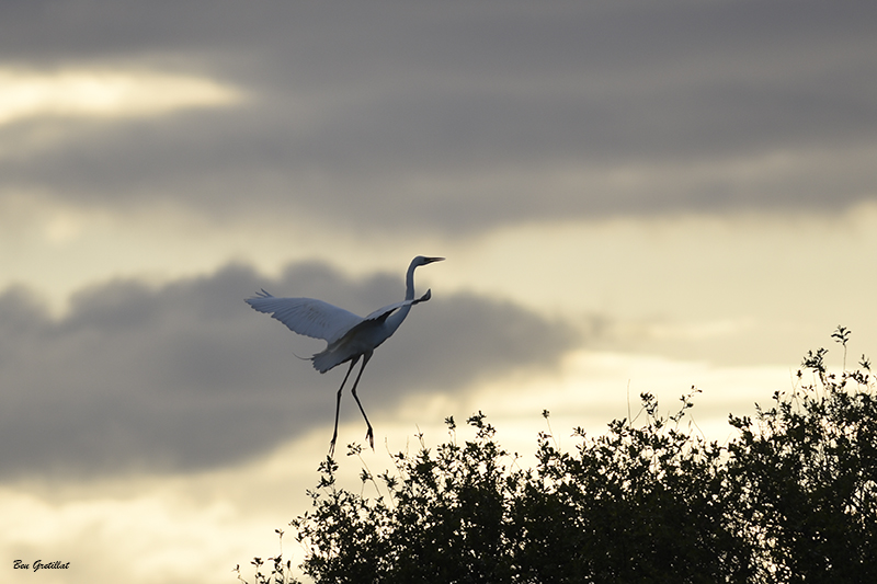 Photo Oiseaux Grande aigrette (Ardea alba)