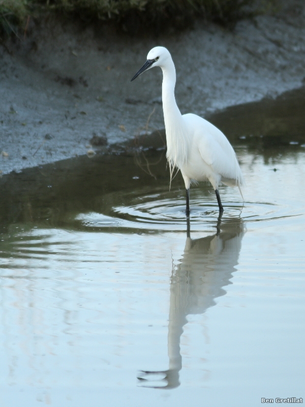 Photo Oiseaux Aigrette garzette (Egretta garzetta)