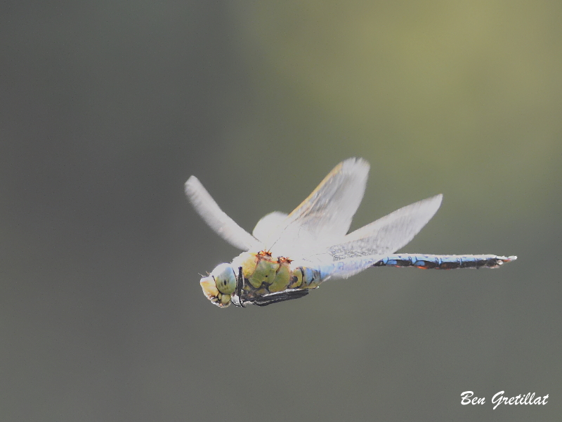 Photo Insectes Anax empereur (Anax imperator)