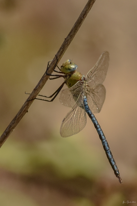 Photo Insectes Anax empereur (Anax imperator)