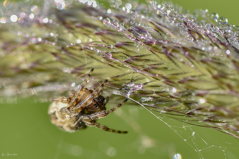 Photo Araignées