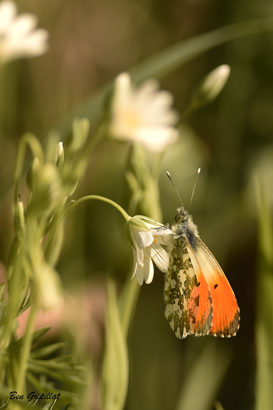 Photo Insectes Aurore (anthocaris cardamines) 