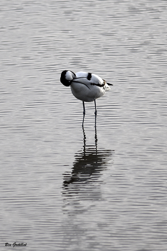 Photo Oiseaux avocette elegante (Recurvirostra avosetta)