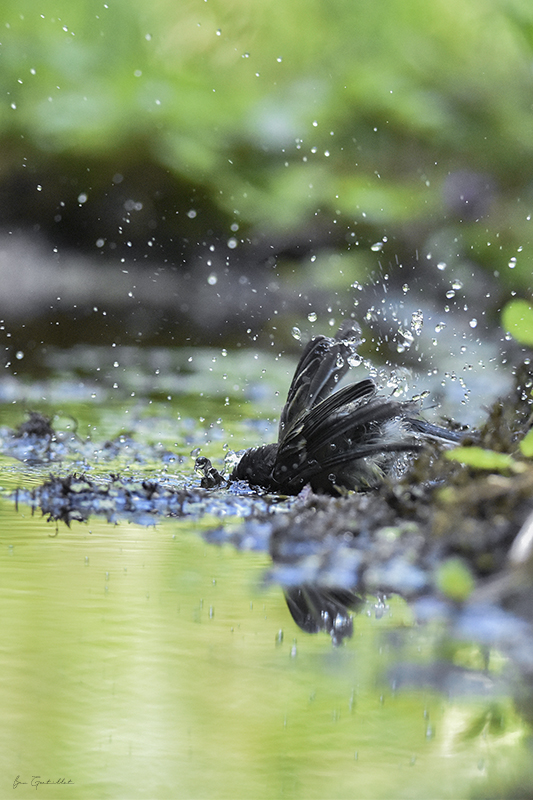 Photo Oiseaux Mésange charbonnière (Parus major)