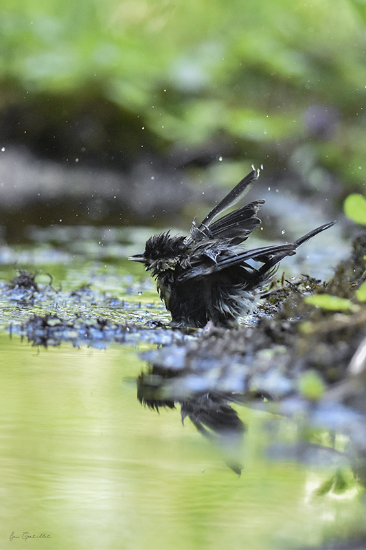 Photo Oiseaux Mésange charbonnière (Parus major)