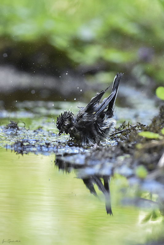 Photo Oiseaux Mésange charbonnière (Parus major)