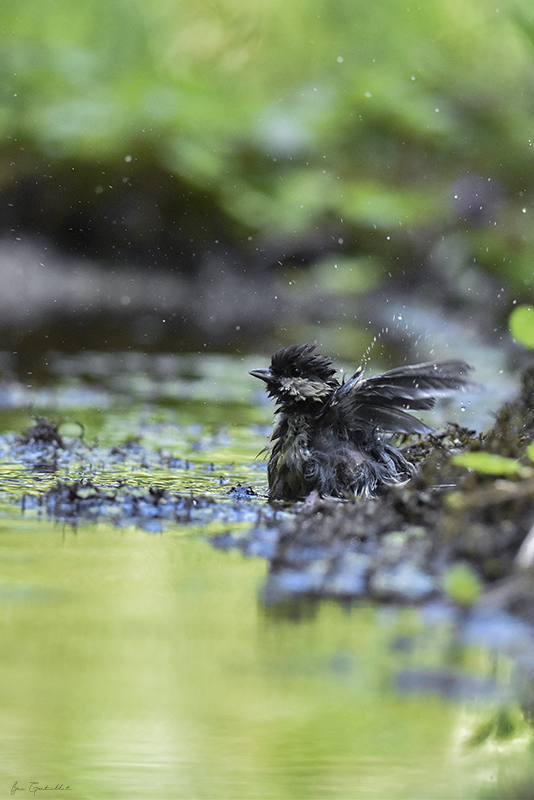 Photo Oiseaux Mésange charbonnière (Parus major)