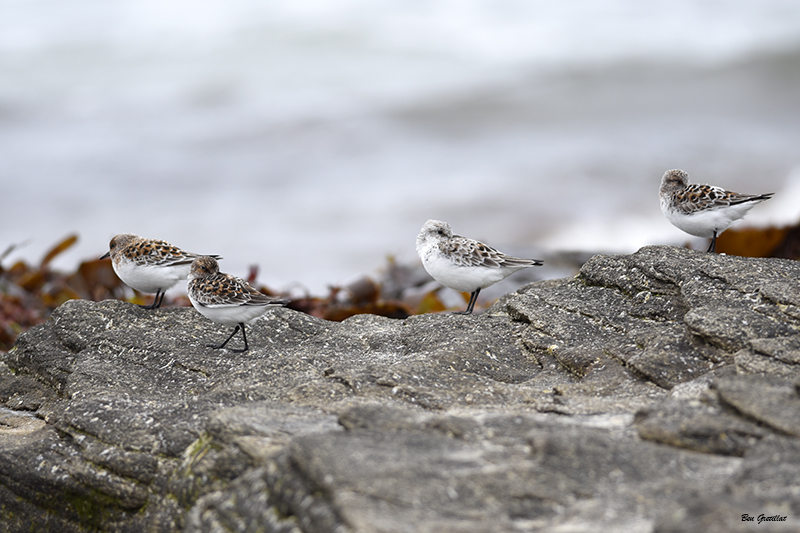 Photo Oiseaux Bécasseau sanderling (Calidris alba)