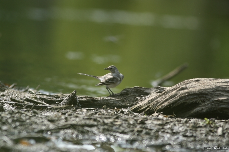 Photo Oiseaux Bergeronnette grise (Motacilla alba)