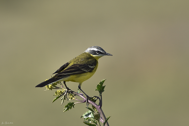 Photo Oiseaux Bergeronnette printanière (Motacilla flava)