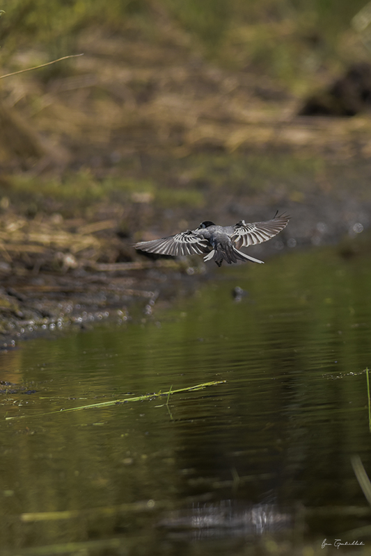 Photo Oiseaux Bergeronnette grise (Motacilla alba)