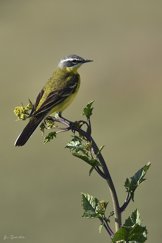 Photo Oiseaux Bergeronnette printanière (Motacilla flava)