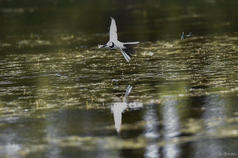 Photo Oiseaux Bergeronnette grise (Motacilla alba)