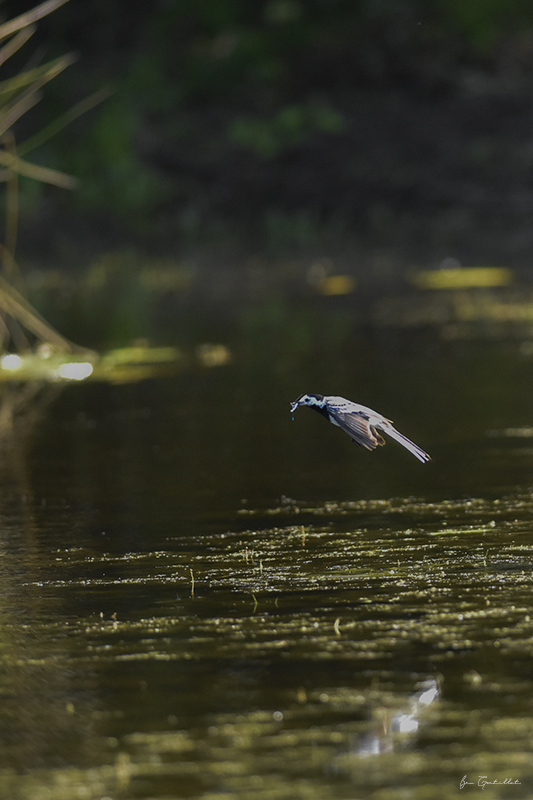 Photo Oiseaux Bergeronnette grise (Motacilla alba)