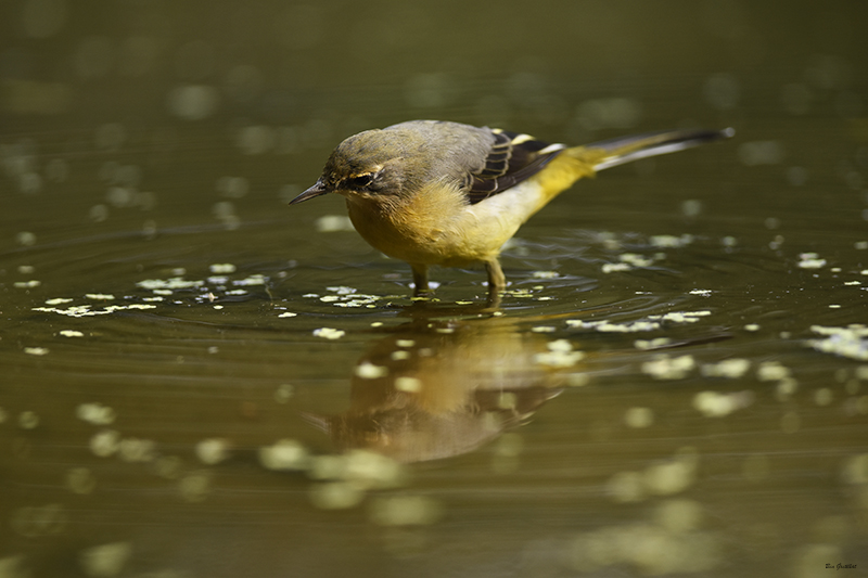 Photo Oiseaux Bergeronnette des ruisseaux (Motacilla cinerea)